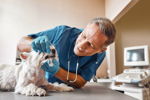 Best Pediatric Emergency Dentist in Castle Rock, CO